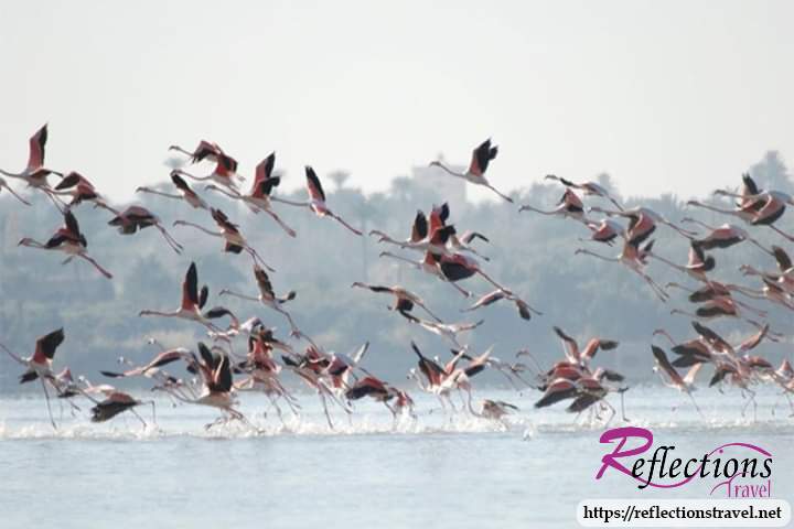 Bird Watching Tour to El Fayoum from Cairo